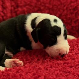 Mantle boy 1 - Mantle male Great Dane puppy in Westville, Florida from Boulder View Danes