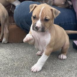 House - Red male American Staffordshire Terrier puppy in Monroe, Georgia from Irresistibull Staffords