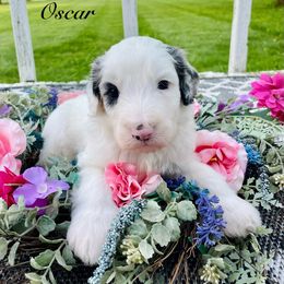Oscar - Merle male Sheepadoodle puppy in Pataskala And Thornville, Ohio from Four Front Doodles - Pataskala