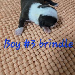 Boy 3 - Brindle and white male Boston Terrier puppy in Kewanee, Illinois from Grandma's Boston Terriers