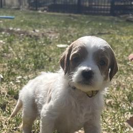 Yellow - Parti male Goldendoodle puppy in Casper, Wyoming from 307 Doodles