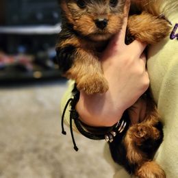 Eve - Tan Yorkshire Terrier puppy in Junction City, Ohio from On The Edge Of A Dream Yorkies