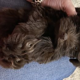 Miniature Schnauzer Puppies from Southern Magnolia Schnauzers