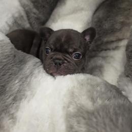French Bulldog Puppies from Edgewater Frenchies