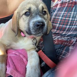 Anatolian Shepherd Dog and Australian Cattle Dog Puppies from 4D Cattle Dogs