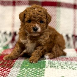 AKC Holly - Apricot female Poodle puppy in Jonesborough, Tennessee from 5AFarms