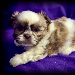 Angus - Red and white male Shih Tzu puppy in North Central Oregon, Oregon from T-Amore Shih Tzu