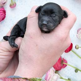Male 1 - Black and tan male Cavapoo puppy in Coshocton, Ohio from Forever Family Puppies