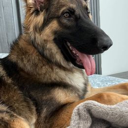 German Shepherd All Grown Up from Freiheit Von Himmel  Shepherds