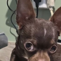 Atticus - Chihuahua