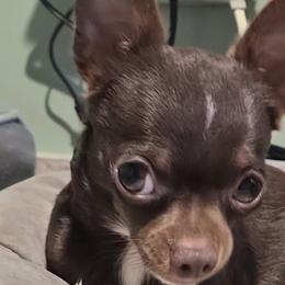 Atticus - Chihuahua