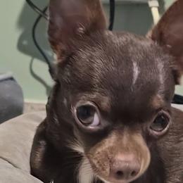 Atticus - Chihuahua