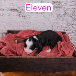 Eleven - Tri-color female Bernedoodle puppy in Calhoun, Georgia from Happy Top Doodles