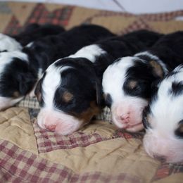 Female 1 - Tri-color female Bernedoodle puppy in Belgreen, Alabama from Scott’s Farm Poodles and Doodles