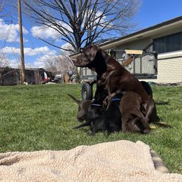 Labrador Retriever Puppies from Burks Retrievers