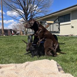 Labrador Retriever Puppies from Burks Retrievers