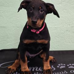 Red - Black and rust female Beauceron puppy in Batavia, New York from Oakland Beaucerons