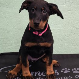 Red - Black and rust female Beauceron puppy in Batavia, New York from Oakland Beaucerons