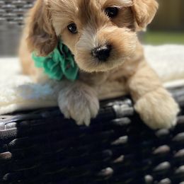 Goldendoodle Puppies from Parti Time Doods