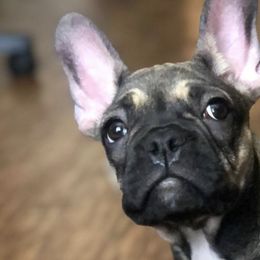French Bulldogs from Fruggies