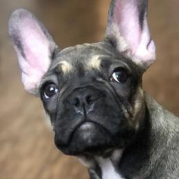 French Bulldogs from Fruggies