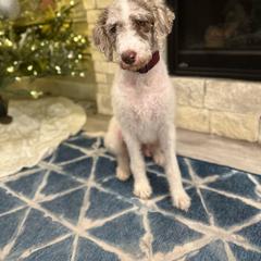Lucy - Labradoodle