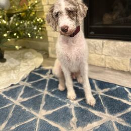 Lucy - Labradoodle