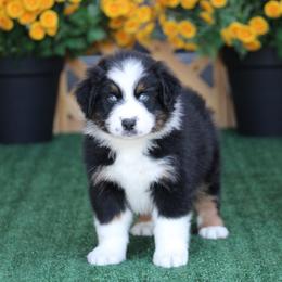 Squall - Black tri-color male Australian Shepherd puppy in Circleville, Utah from Canyon Creek Aussies
