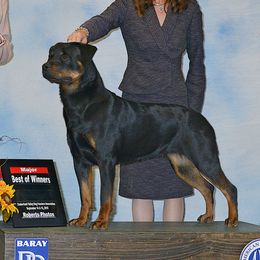 Plum - Rottweiler