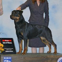 Plum - Rottweiler
