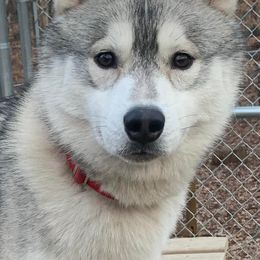 Siberian Huskies from Krystal Wolf Siberians