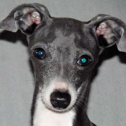 Pickles - Italian Greyhound