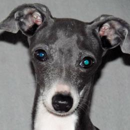 Pickles - Italian Greyhound