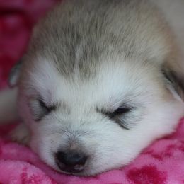 Juno - Gray and white female Alaskan Malamute puppy in Independence, Virginia from New River Valley Malamutes