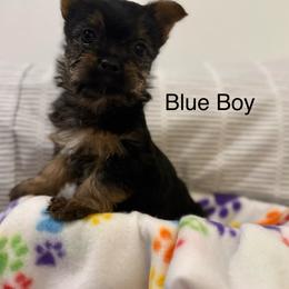 Blue Boy - Silver black and tan male Silky Terrier puppy in Trenton, Florida from Pawsibility Silky Terriers
