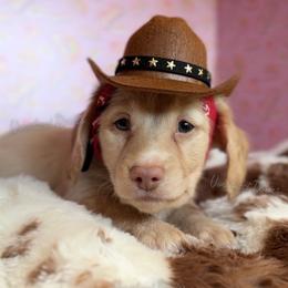 Pilot Barbie - Cream female Dachshund puppy in Chandler, Arizona from Vonaducci Doxies, LLC.