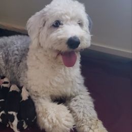 Poodles and Sheepadoodles from PC Pampered Parti's