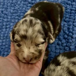 Kiss - Red merle female Australian Shepherd puppy in Piedmont, Oklahoma from HeartDriven Aussies