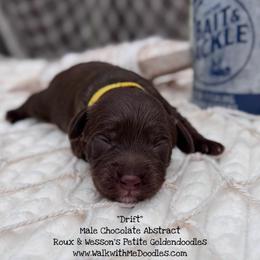 Drift - Chocolate male Goldendoodle puppy in Orange, Texas from Walk with Me Doodles