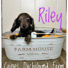 Riley - Brindle female Dachshund puppy in Cincinnati, Ohio from Caines Dachshund Farm