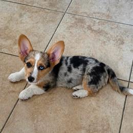 Luci (Bluie Merle - Fluffy Carrier) - Blue merle and white female American Corgi puppy in Pahrump, Nevada from Desert Sunset Corgis