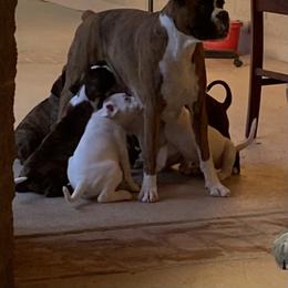 Cami - Boxer