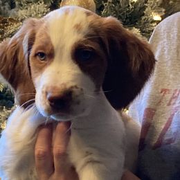 Brittany Puppies from Highpoint Kennels