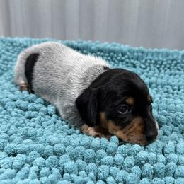 Girl 1 - female Dachshund puppy in Brashear, Texas from Shepherds Run Miniature Dachshunds