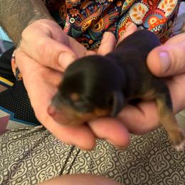 Boy 4 - Gray (blue) and tan male Dachshund puppy in Bakersfield, California from Dingle’s Dog House
