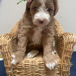 Bernedoodle Puppies from Myt fine doodles