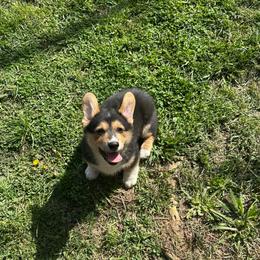 Thumper - Black and tan male Pembroke Welsh Corgi puppy in Charleston, West Virginia from Lone Pine Corgis