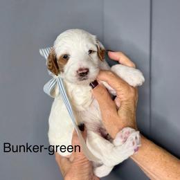 Bunker - Parti male Goldendoodle puppy in Springville, Utah from JW Doodles