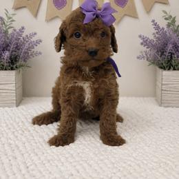 Purple Girl - Red female Cavapoo puppy in Waskom, Texas from Pearls & Curls doodles & poodles