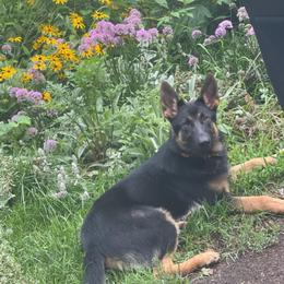 German Shepherd Puppies from Tonkerhaus